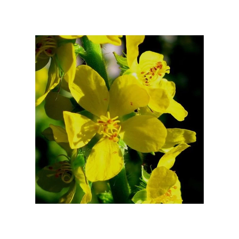 Agrimony (Aigremoine) 4 Agrimony (Aigremoine) – Image 2