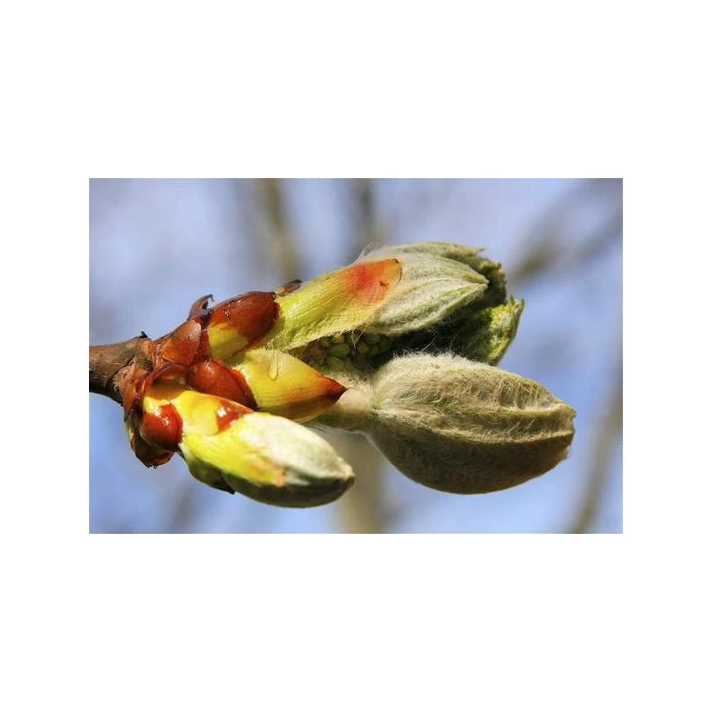 Chesnut Bud (Bourgeon De Marronnier) 4 Chesnut Bud (Bourgeon De Marronnier) – Image 2