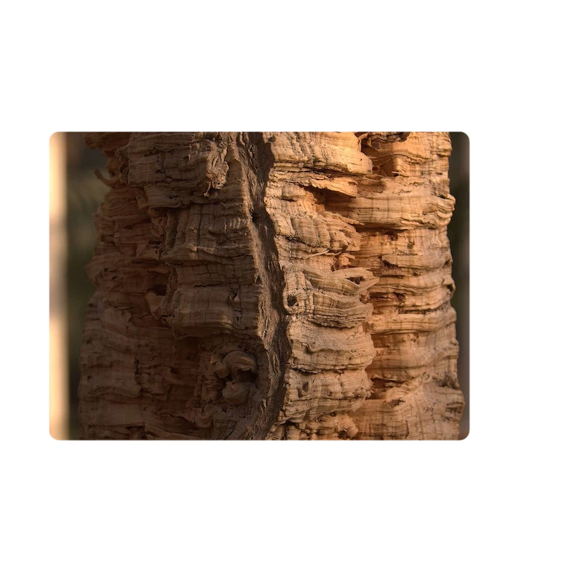 Coussin Linen Clébard Concept Coloris Medium – Ergonomique, écologique Et Assainissant (2 Tailles - 1 Coloris) 7 Coussin Linen Clébard Concept Coloris Medium – Ergonomique, écologique Et Assainissant (2 Tailles - 1 Coloris) – Image 5