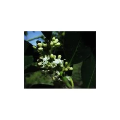 Holly (Houx) -Repas Magsin holly houx 1