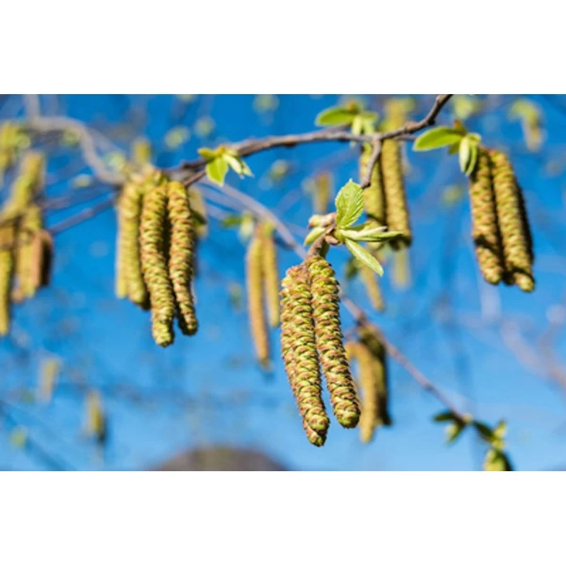 Hornbeam (Charme) 4 Hornbeam (Charme) – Image 2