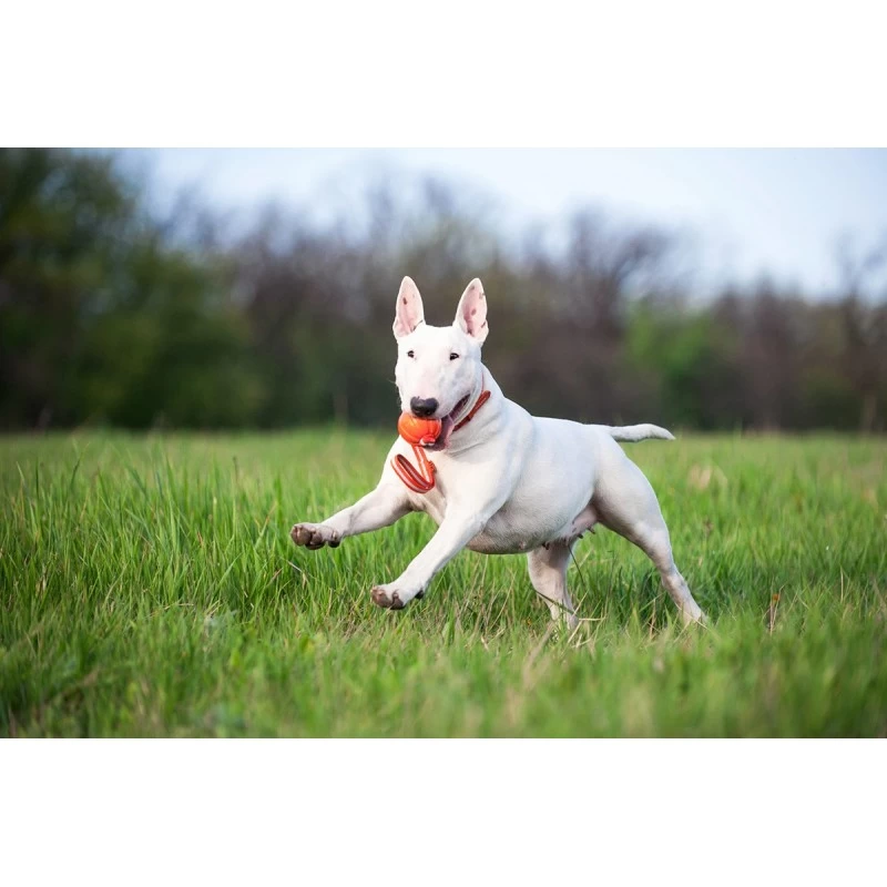 Balle Liker Et Sangle (Liker Line) 5 Balle Liker Et Sangle (Liker Line) – Image 3