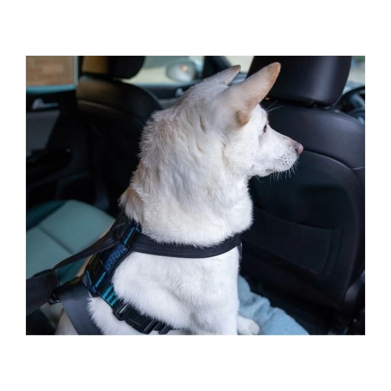 Nouveau Harnais De Sécurité Auto (CarSafe Crash Tested Harness) 2 Tailles 6 Nouveau Harnais De Sécurité Auto (CarSafe Crash Tested Harness) 2 Tailles – Image 4