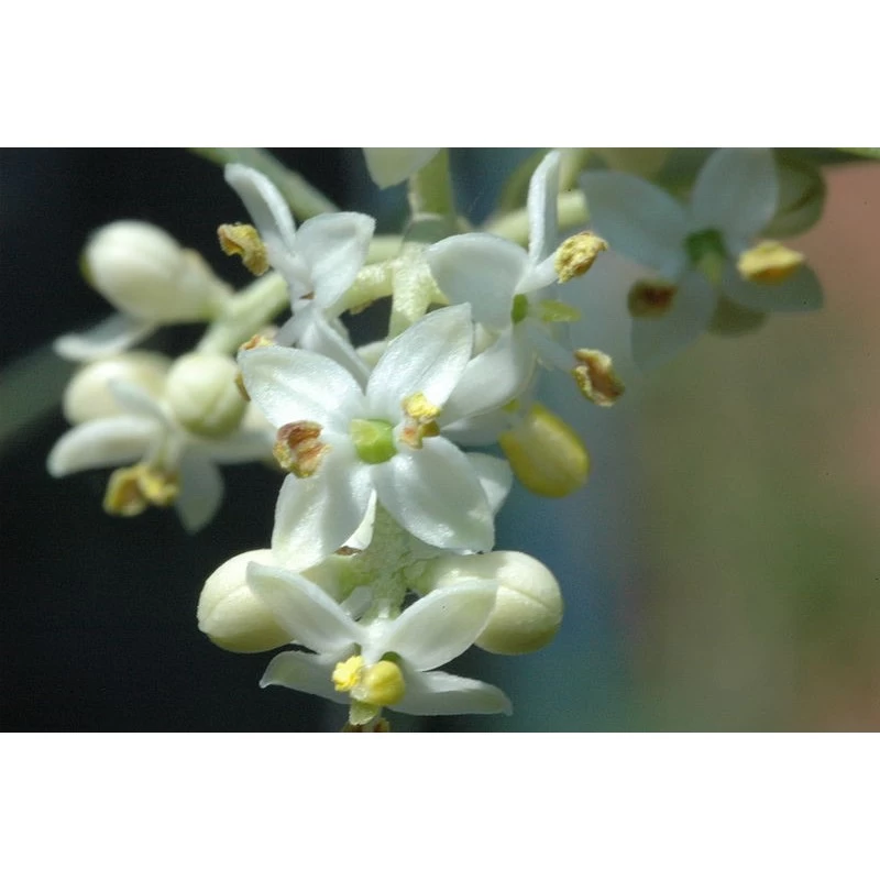 Olive (Olivier) 4 Olive (Olivier) – Image 2