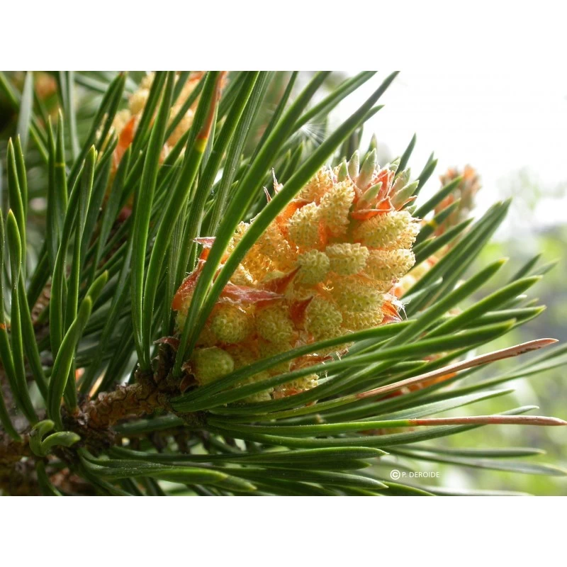 Pine (Pin Sylvestre) 4 Pine (Pin Sylvestre) – Image 2
