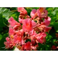 Red Chestnut (Marronnier Rouge) 5 Red Chestnut (Marronnier Rouge) -Repas Magsin red chestnut marronnier rouge 1