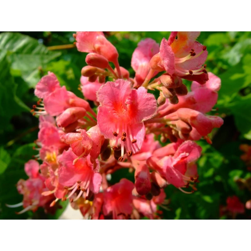 Red Chestnut (Marronnier Rouge) 4 Red Chestnut (Marronnier Rouge) – Image 2