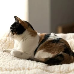 Tapis En Fourrure Synthétique Hypoallergénique – Ivoire - 5 Tailles (HuggleFleece Mat) 12 Tapis En Fourrure Synthétique Hypoallergénique – Ivoire - 5 Tailles (HuggleFleece Mat) -Repas Magsin tapis en fourrure synthetique hypoallergenique hugglefleece mat 4