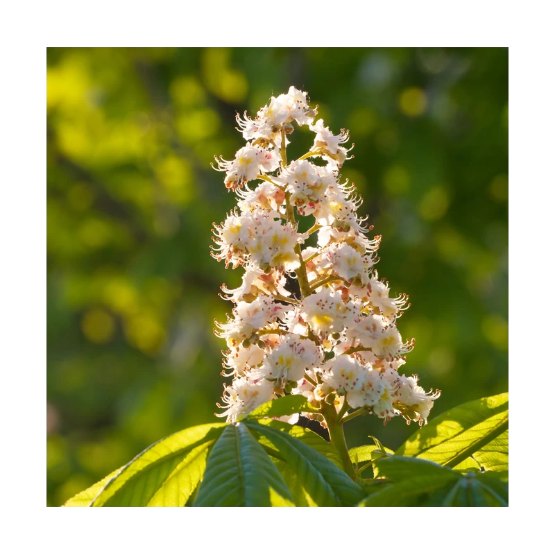 White Chestnut (Marronnier Blanc) 4 White Chestnut (Marronnier Blanc) – Image 2