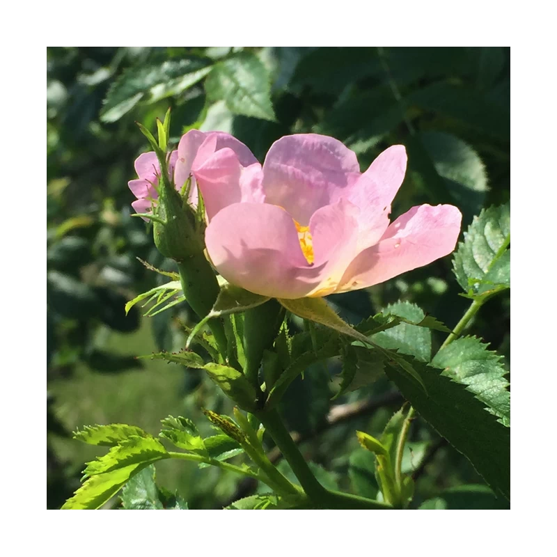 Wild Rose (Églantine) 4 Wild Rose (Églantine) – Image 2