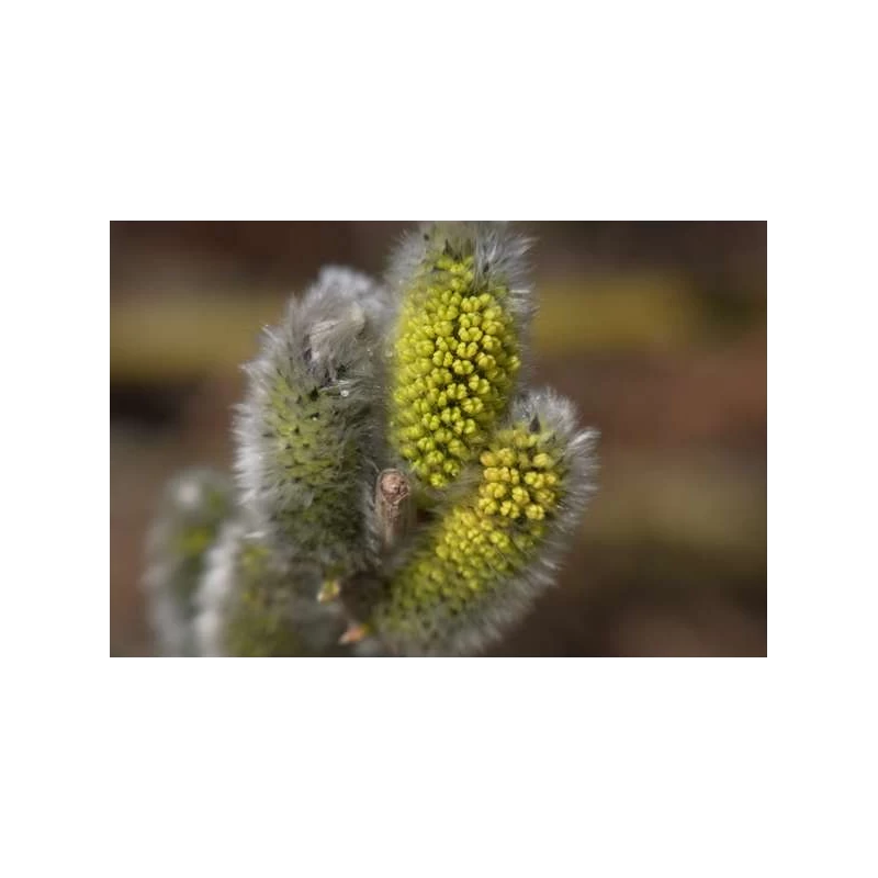 Willow (Saule) 4 Willow (Saule) – Image 2